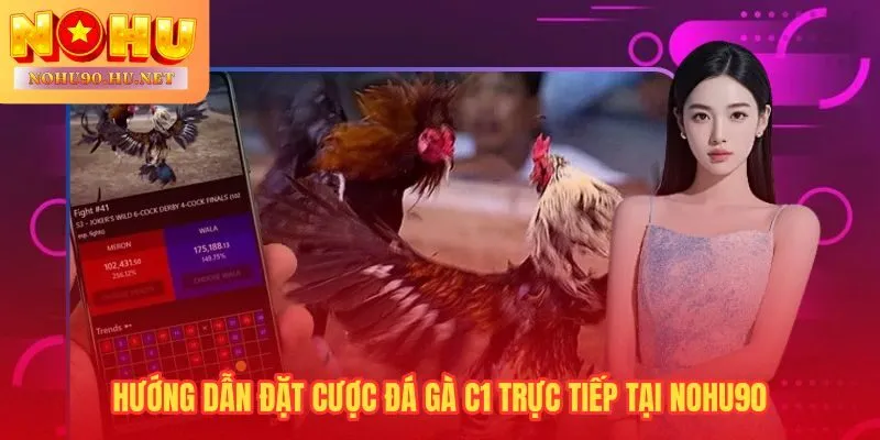 Quy trình 5 bước đặt cược đá gà nòi C1 trực tiếp tại Nohu90
