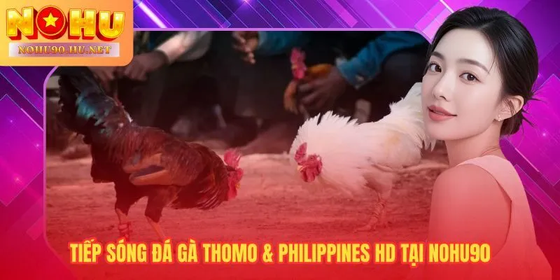 Đá gà Nohu90 hội tụ Thomo và Philippines trên cùng nền tảng HD