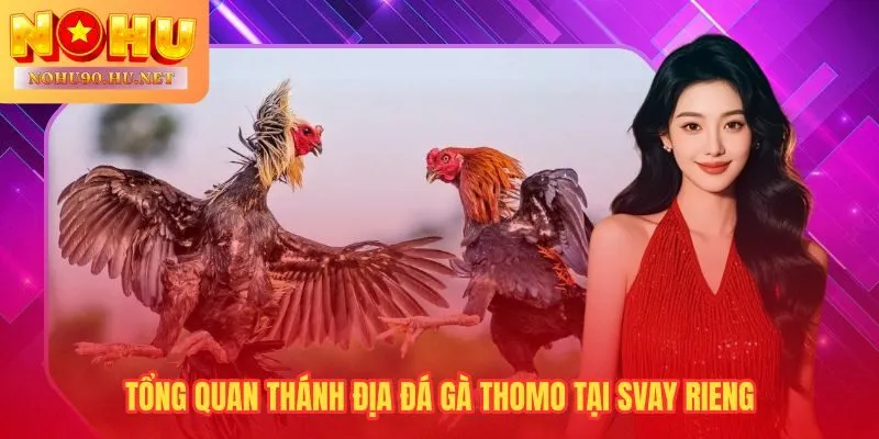 Đá gà Thomo tại Svay Rieng vận hành song song mỗi ngày