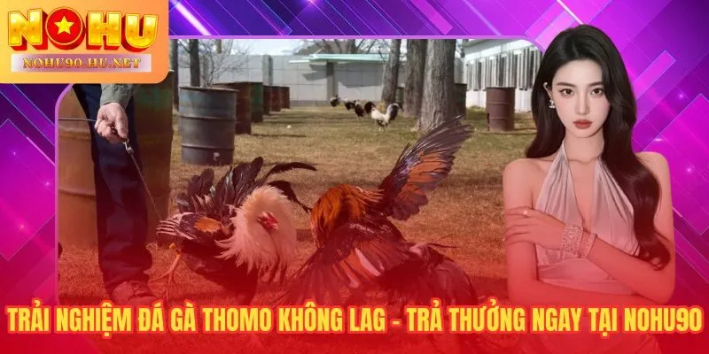 Stream HD 1080p đá gà Thomo trực tiếp và trả thưởng trong 15 phút